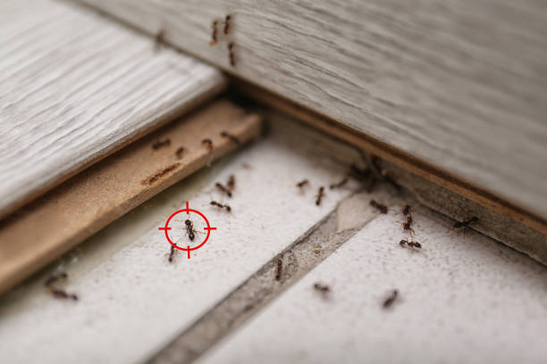 Best Best Pest Control Companies  in Jonesboro, IL