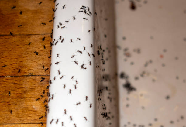 Best Best Pest Control Companies  in Jonesboro, IL