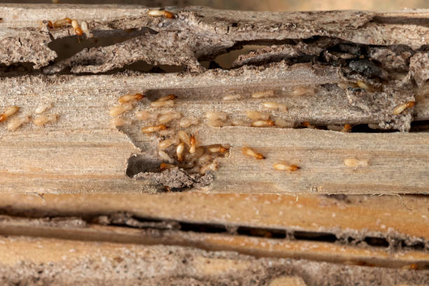 Best Emergency Pest Control  in Jonesboro, IL